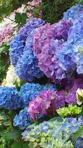 Shades Of Hydrangea Acidic Soil Gives You The Classic Blue Color Beautiful Hydrangeas Flowers Nature Beautiful Flowers