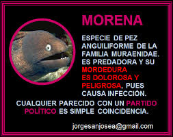 Jorge San José Alcalde / Marketing &amp; Communications - MORENA Especie de pez  anguiliforme de la familia Muraenidae. Es predadora y su mordedura es  dolorosa y peligrosa, pues causa infección. Cualquier parecido