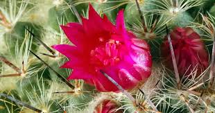 Caring for cactus plants isn't difficult, but it is a little unique, just like they are! Flowering Cactus How To Make Cactus Flower All Year Round