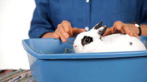 Free reign in a bunny proofed room. Can I Keep A Pet Rabbit In My Child S Room Howcast