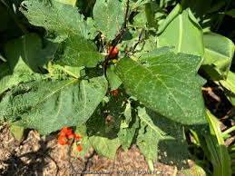 Image result for Solanum aethiopicum