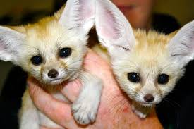 E Midlands - Female Fennec Fox (Vulpe Zerda) | Reptile Forums