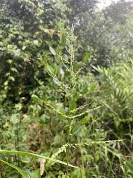 Image result for Steinchisma laxum