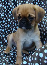 Black And Tan Pugalier Pugalier Pup I Soooo Want One Pugalier Chug Puppies Pug Puppies