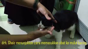 Jiran kami sendiri telah memberi racun untuk membunuh kucing2 kami. Cara Membuka Mulut Kucing Enak