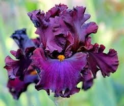 Some bearded iris have a sweet perfume, many rebloom. How To Grow Bearded Iris Big Blog Of Gardening