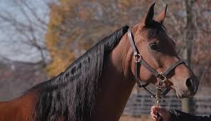 It's time for the scottsdale arabian horse show. Arabian Horse Conformation Us Equestrian