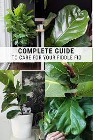 How To Care For A Fiddle Leaf Fig Plant The Complete Care Guide Fig Plant Fiddle Leaf Fig Care Plants