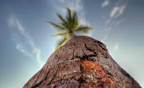 Skil supir truk kelapa sawit bikin melongo, hanya di indonesaia luar biasa!! Pohon Palem Pohon Kelapa Aero Makro Pohon Kelapa Sawit Wallpaper Hd Wallpaperbetter