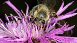 Maybe you would like to learn more about one of these? Insect And Bird Populations Declining Dramatically In Germany Science In Depth Reporting On Science And Technology Dw 19 10 2017