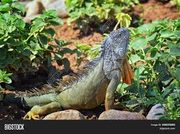 Fruit can be added to an iguana's diet for variety. Wild Iguana Eating Image Photo Free Trial Bigstock
