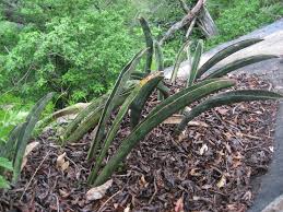 Image result for Sansevieria hallii