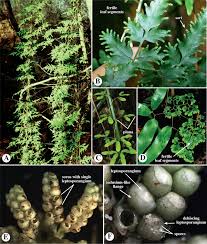 Image result for Lygodium