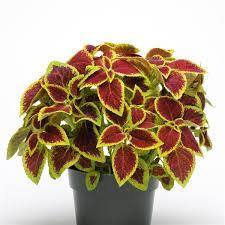 Foliage will scorch in full sun with low relative humidity. Crimson Gold Coleus Premium Sun
