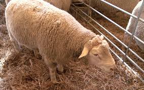 Maybe you would like to learn more about one of these? Ile De France CreÈ™tere In RasÄƒ PurÄƒ Sau Doar Pentru Hibridare Lumea Satului