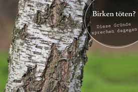 Shop for vinyl, cds and more from paul birken at the discogs marketplace. Was Totet Eine Birke Ein Pladoyer Gegen Das Toten Von Birken