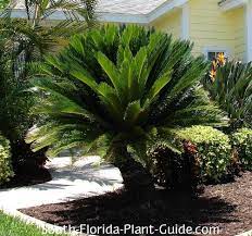 Trova immagini stock hd a tema sago palm front yard residence e milioni di altre foto, illustrazioni e contenuti vettoriali stock royalty free nella vasta raccolta di shutterstock. Cycad Plants