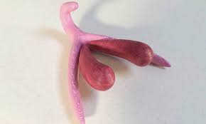 The Clitoris is Much Larger and Complex Than You Might Think! - The Pelvic  PT