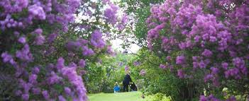 Rochester Lilac Festival (@LilacFestROC) | Twitter