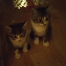 There are kittens for free that have this already! Best Seven Free Kittens For Sale In Shawnee Oklahoma For 2021