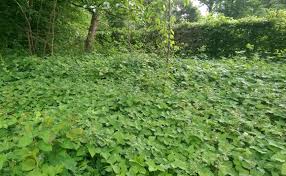 Het is een van de meest hardnekkige planten die. Zevenblad Mergenmetz