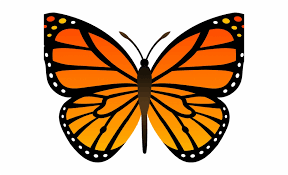 Use the initial triangles as guides to draw the butterfly's forewings. Butterfly Design Clipart Butterfly Outline Monarch Butterfly Easy Drawing Transparent Png Download 4677490 Vippng