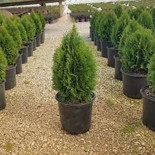 Flowerwood 2 5 Gal Emerald Green Arborvitae Thuja Live Evergreen Shrub Tree Green Foliage 55203fl The Home Depot In 2021 Emerald Green Arborvitae Landscaping Shrubs Backyard Landscaping