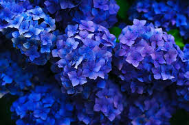 I suoi fiori viola o bianchi offrono dei bouquet dal profumo tipico e inebriante. Fiori Viola Risolvi I Giochi Puzzle Gratis Presso Puzzle Factory
