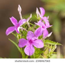 Image result for Cycnium