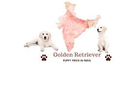 Puppies require obedience classes, frequent vet visits, and a seemingly endless stream of puppy. Barks In Golden Retriever Puppy Price In India Across All Major Cities