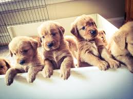 Always buy from a breeder where you can see the mother with her puppies. Four Lakes Goldens Home Facebook