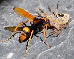 The giant huntsman spider is huge, but not deadly to humans. Huntsman Spiders Everything You Need To Know Pestxpert