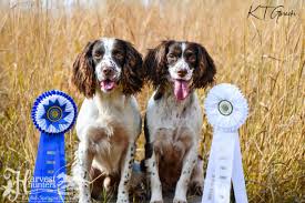 Find the perfect english springer spaniel puppies from all over the world! Springer Spaniel Breeders Mn