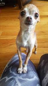This animal could be euthanized if not adopted soon. Chicago Il Chihuahua Meet Tiny Tim A Pet For Adoption