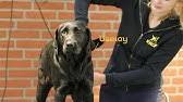 In nederland houdt het koninklijk nederlands geleidehonden fonds (kngf) zich hier sinds 1935 mee bezig. The Royal Dutch Guide Dog Foundation Kngf Commercial For Veteran Dogs Youtube
