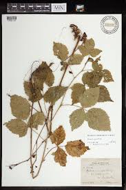 Image result for Rubus apetalus