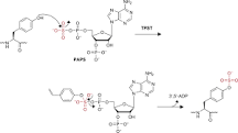 Sulfation - an overview | ScienceDirect Topics