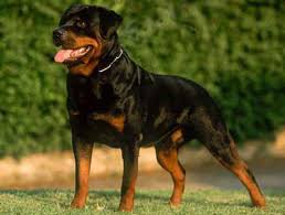 All aspirant rottweiler owners wish to get home german rottweiler pups because of their reputation. Rottweiler Pure Breed Puppies Rottweiler Puppy Price Lucknow