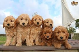Goldendoodle puppies for sale are also known for their lower shedding of hair than the golden retriever parent. Red F1 Goldendoodle Puppies Ready Now Grantham Lincolnshire Pets4homes Goldendoodle Goldendoodle Puppy Puppies