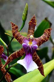 We did not find results for: Miltonia Clowesii Strange Flowers Unusual Flowers Beautiful Orchids
