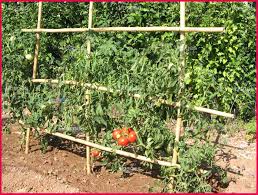 Image Result For Tuteurs Bambou Tomate Tuteur Tomate Cultiver Des Tomates Jardin Potager