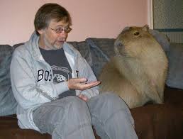 Capybaras live in forests and wetlands from panama to argentina. Carpincho On Tumblr