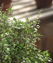 Image result for Ocimum urundense