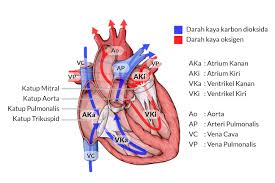 Kedudukan bahasa indonesia diidentifikasikan menjadi bahasa persatuan dan bahasa nasional. Menilik Anatomi Jantung Dan Cara Kerjanya Alodokter