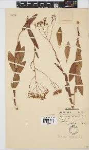 Image result for Senecio retrorsus