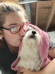 Hi everyone! I am a new local groomer in warminster taking new clients.  Have availability Tuesday and Friday this week also for anyone who needs  last minute grooming. Currently accepting dogs under