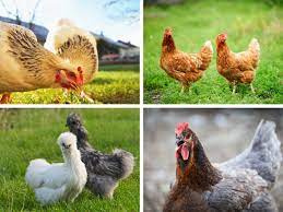 In communities that outlaw raising chickens, poultry activists are joining together to challenge the laws. Backyard Chickens 101 The Imperfectly Happy Home