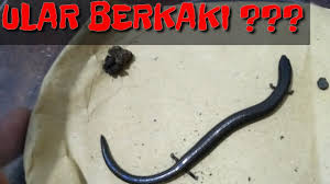 Awas Keliru Hewan Ini Mirip Banget Ular Youtube