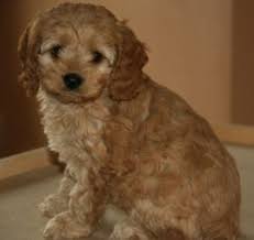 The cheapest offer starts at £1,500. Cockapoo Puppies In Wisconsin Top Breeders 2021 We Love Doodles