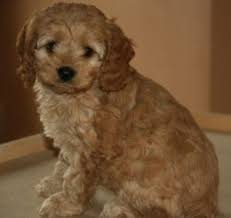 It's also free to list your available puppies and litters on our site. Cockapoo Puppies In Wisconsin Top Breeders 2021 We Love Doodles